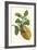 Citron with Monkey Slug and a Harlequin Beetle-Maria Sibylla Merian-Framed Art Print