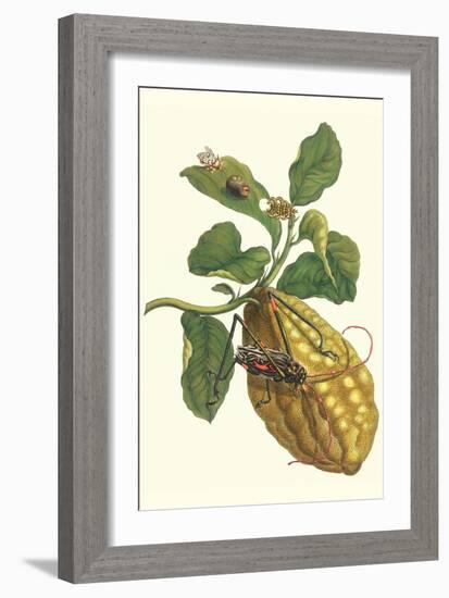 Citron with Monkey Slug and a Harlequin Beetle-Maria Sibylla Merian-Framed Art Print