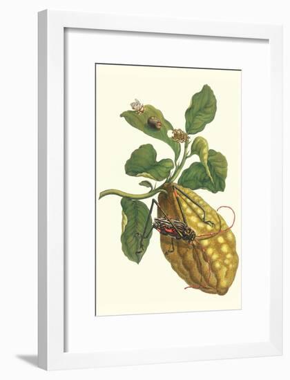 Citron with Monkey Slug and a Harlequin Beetle-Maria Sibylla Merian-Framed Art Print