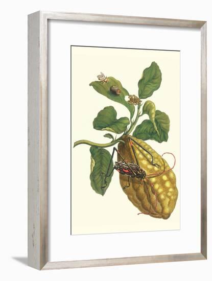 Citron with Monkey Slug and a Harlequin Beetle-Maria Sibylla Merian-Framed Art Print