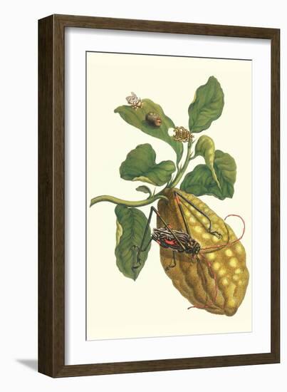 Citron with Monkey Slug and a Harlequin Beetle-Maria Sibylla Merian-Framed Art Print