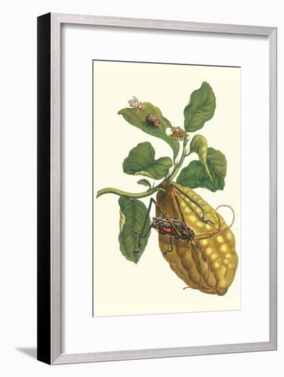 Citron with Monkey Slug and a Harlequin Beetle-Maria Sibylla Merian-Framed Art Print