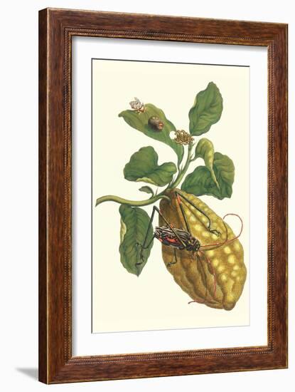 Citron with Monkey Slug and a Harlequin Beetle-Maria Sibylla Merian-Framed Art Print