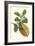 Citron with Monkey Slug and a Harlequin Beetle-Maria Sibylla Merian-Framed Art Print