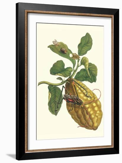 Citron with Monkey Slug and a Harlequin Beetle-Maria Sibylla Merian-Framed Art Print