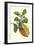 Citron with Monkey Slug and a Harlequin Beetle-Maria Sibylla Merian-Framed Art Print