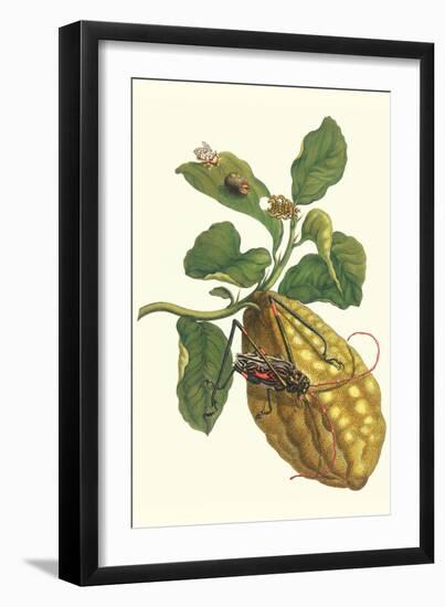 Citron with Monkey Slug and a Harlequin Beetle-Maria Sibylla Merian-Framed Art Print