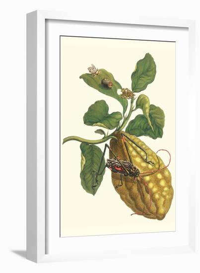 Citron with Monkey Slug and a Harlequin Beetle-Maria Sibylla Merian-Framed Art Print