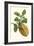 Citron with Monkey Slug and a Harlequin Beetle-Maria Sibylla Merian-Framed Art Print