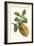 Citron with Monkey Slug and a Harlequin Beetle-Maria Sibylla Merian-Framed Art Print