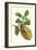 Citron with Monkey Slug and a Harlequin Beetle-Maria Sibylla Merian-Framed Premium Giclee Print