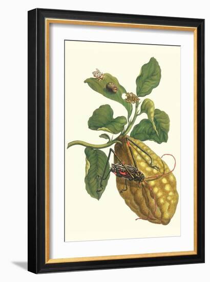 Citron with Monkey Slug and a Harlequin Beetle-Maria Sibylla Merian-Framed Premium Giclee Print