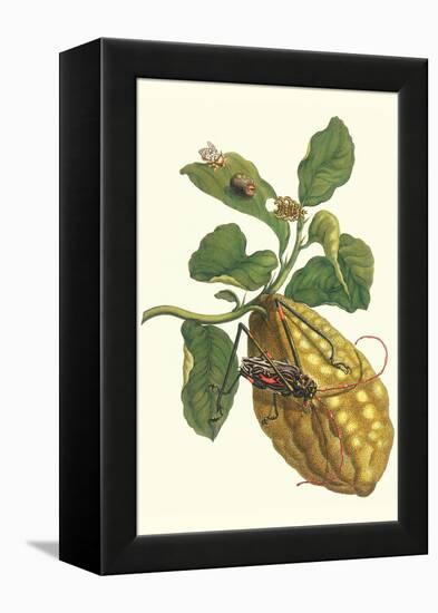 Citron with Monkey Slug and a Harlequin Beetle-Maria Sibylla Merian-Framed Stretched Canvas