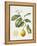 Citrus Bergamot, 1995-Margaret Ann Eden-Framed Premier Image Canvas