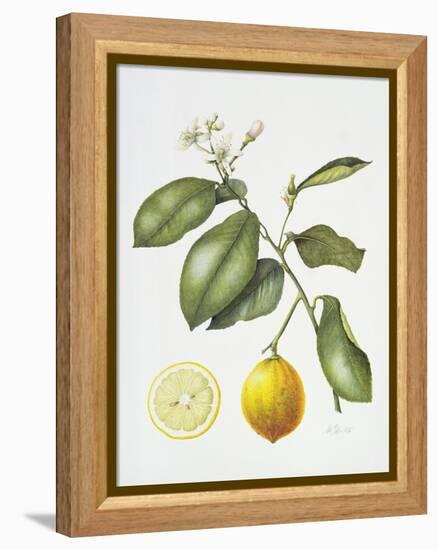 Citrus Bergamot, 1995-Margaret Ann Eden-Framed Premier Image Canvas