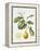 Citrus Bergamot, 1995-Margaret Ann Eden-Framed Premier Image Canvas