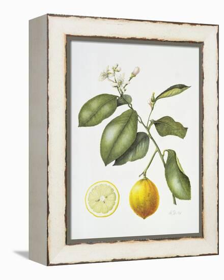 Citrus Bergamot, 1995-Margaret Ann Eden-Framed Premier Image Canvas