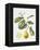 Citrus Bergamot, 1995-Margaret Ann Eden-Framed Premier Image Canvas