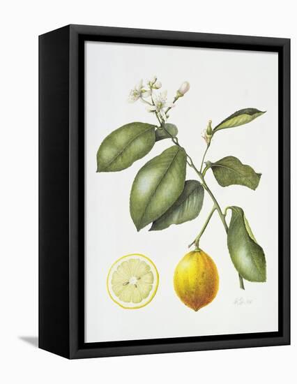 Citrus Bergamot, 1995-Margaret Ann Eden-Framed Premier Image Canvas