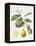 Citrus Bergamot, 1995-Margaret Ann Eden-Framed Premier Image Canvas