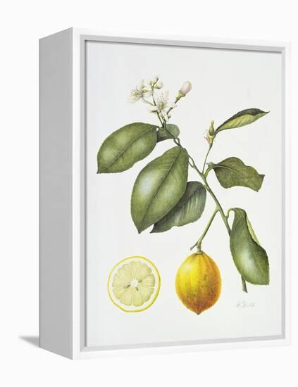 Citrus Bergamot, 1995-Margaret Ann Eden-Framed Premier Image Canvas