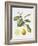 Citrus Bergamot, 1995-Margaret Ann Eden-Framed Giclee Print