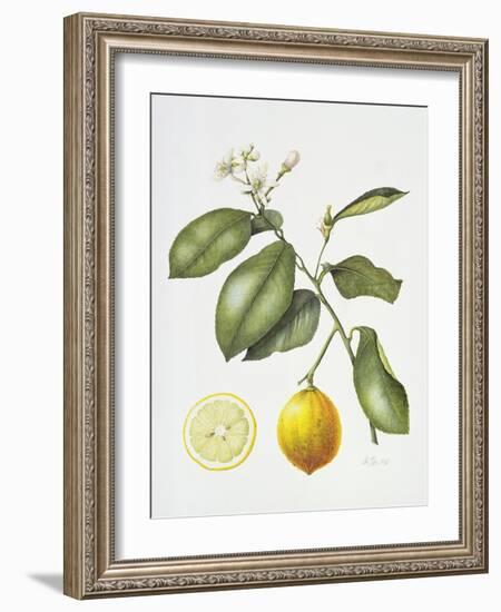 Citrus Bergamot, 1995-Margaret Ann Eden-Framed Giclee Print