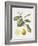 Citrus Bergamot, 1995-Margaret Ann Eden-Framed Giclee Print