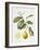 Citrus Bergamot, 1995-Margaret Ann Eden-Framed Giclee Print