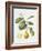 Citrus Bergamot, 1995-Margaret Ann Eden-Framed Giclee Print