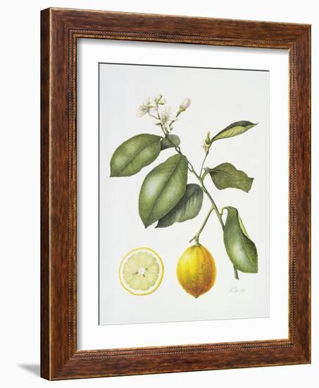 Citrus Bergamot, 1995-Margaret Ann Eden-Framed Giclee Print