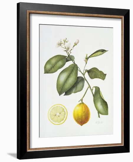 Citrus Bergamot, 1995-Margaret Ann Eden-Framed Giclee Print