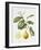 Citrus Bergamot, 1995-Margaret Ann Eden-Framed Giclee Print