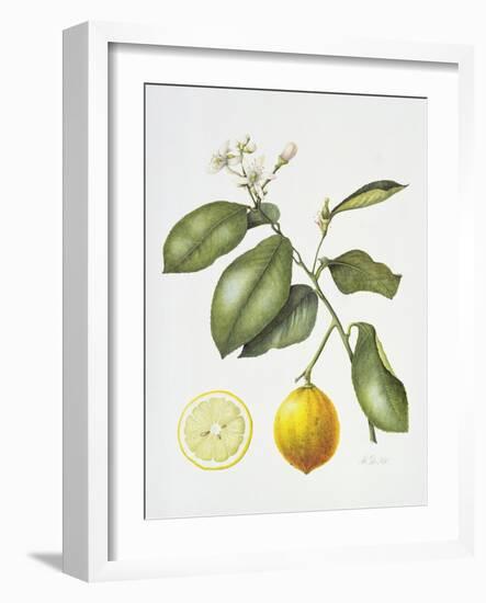 Citrus Bergamot, 1995-Margaret Ann Eden-Framed Giclee Print