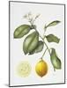 Citrus Bergamot, 1995-Margaret Ann Eden-Mounted Giclee Print