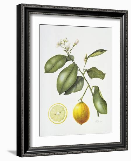 Citrus Bergamot, 1995-Margaret Ann Eden-Framed Giclee Print