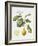 Citrus Bergamot, 1995-Margaret Ann Eden-Framed Giclee Print