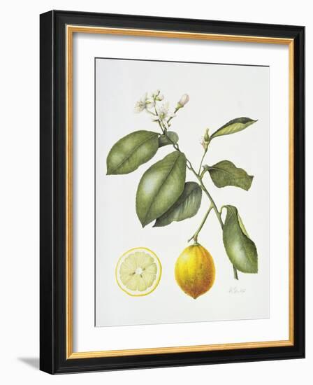 Citrus Bergamot, 1995-Margaret Ann Eden-Framed Giclee Print