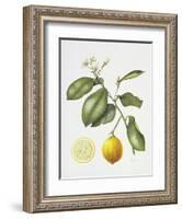 Citrus Bergamot, 1995-Margaret Ann Eden-Framed Giclee Print