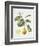 Citrus Bergamot, 1995-Margaret Ann Eden-Framed Giclee Print