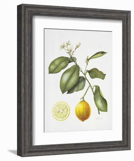 Citrus Bergamot, 1995-Margaret Ann Eden-Framed Giclee Print