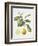 Citrus Bergamot, 1995-Margaret Ann Eden-Framed Giclee Print