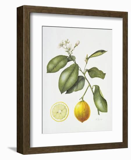 Citrus Bergamot, 1995-Margaret Ann Eden-Framed Giclee Print