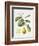 Citrus Bergamot, 1995-Margaret Ann Eden-Framed Giclee Print