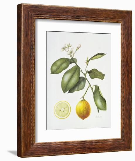 Citrus Bergamot, 1995-Margaret Ann Eden-Framed Giclee Print