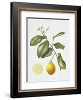 Citrus Bergamot, 1995-Margaret Ann Eden-Framed Giclee Print