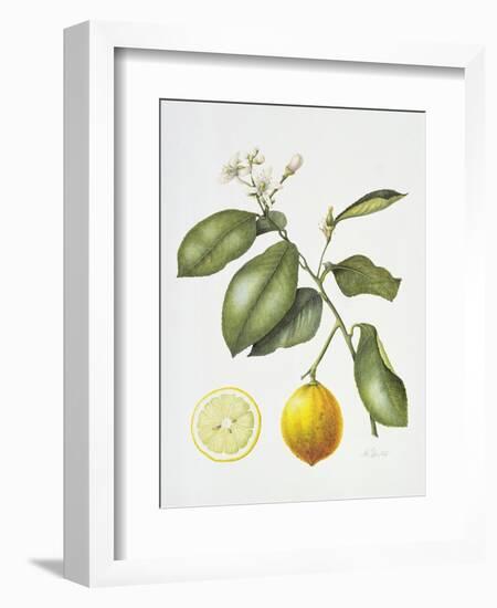 Citrus Bergamot, 1995-Margaret Ann Eden-Framed Giclee Print