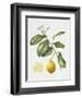 Citrus Bergamot, 1995-Margaret Ann Eden-Framed Giclee Print