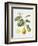 Citrus Bergamot, 1995-Margaret Ann Eden-Framed Giclee Print