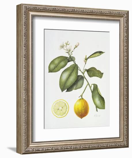 Citrus Bergamot, 1995-Margaret Ann Eden-Framed Premium Giclee Print